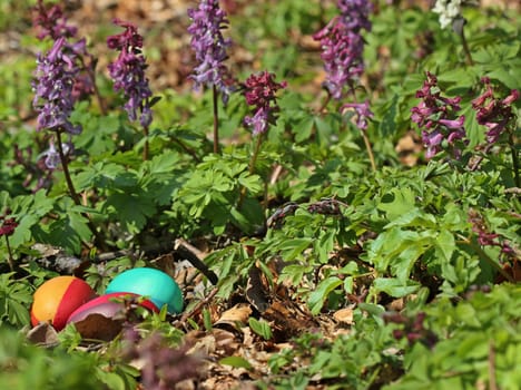 Easter eggs under Lark's spur