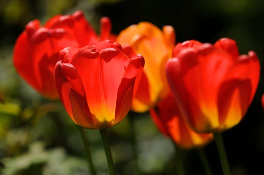 Red tulips in the backlight