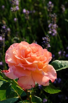 Rose garden