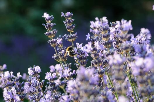 Bumblebee in Lavender