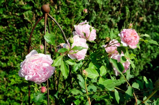 Rose garden