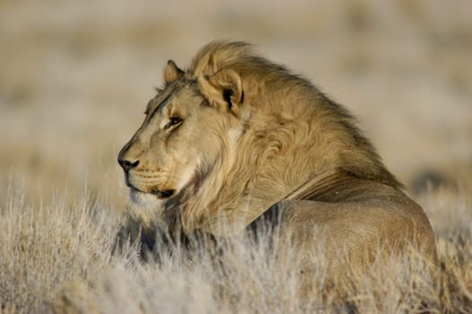 Lion in the savannah.
