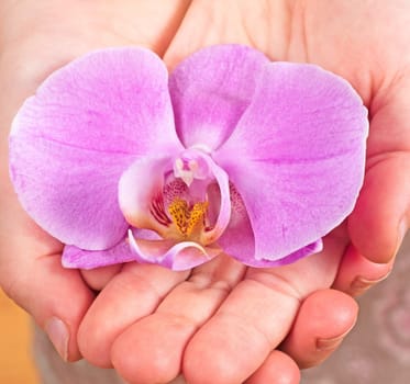 Children's hand holds orchid flower