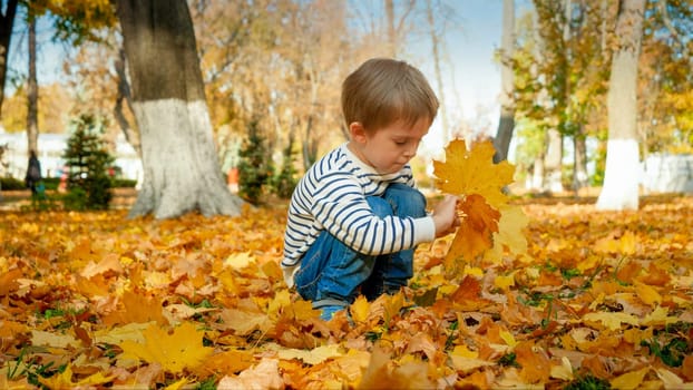 Portrait of little toddler boy sitting in autumn park and picking fallen tree leaves.