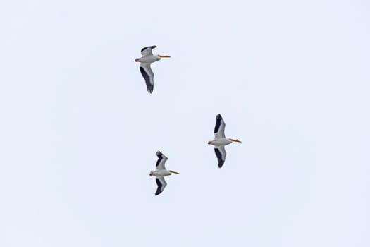 A Trio Of White Pelicans Flying Overhead along the Mississippi River in Illinois