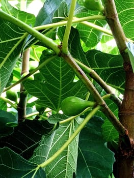 fig, unripe on a tree
