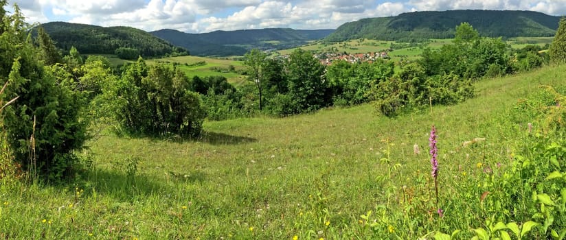 Gymnadenia orchid with panoramic view to the Swabian Alb