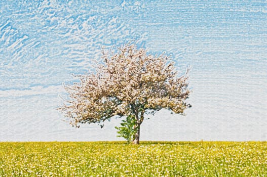apple tree blossom