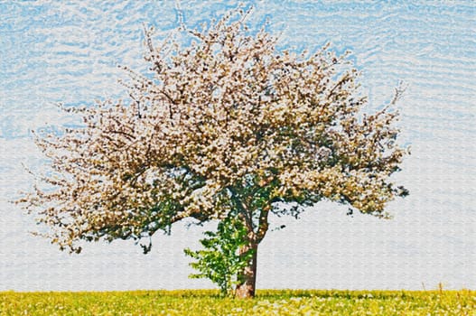 apple tree blossom