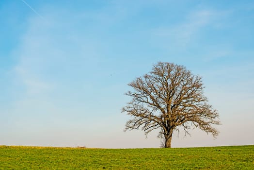 tree in early spring