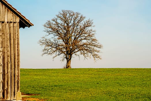 tree in early spring