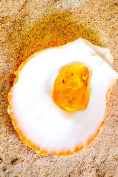Amber with embedded insect