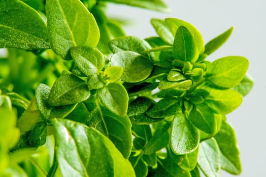 basil with small leaves