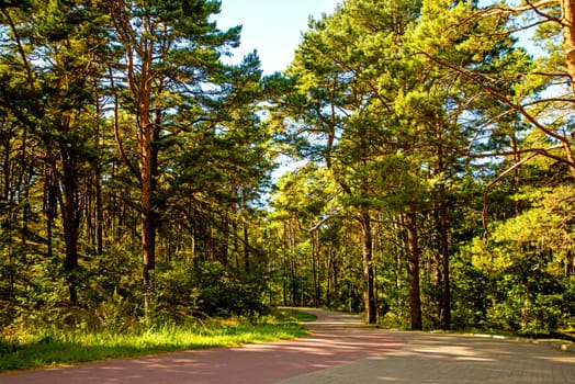 forest at the Baltic coast in Poland with light and shadow