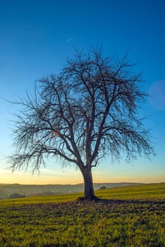 old pear tree
