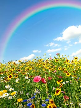 meadow with a lot of flowers and rainbow