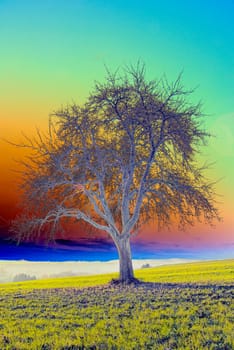old pear tree in rainbow colors