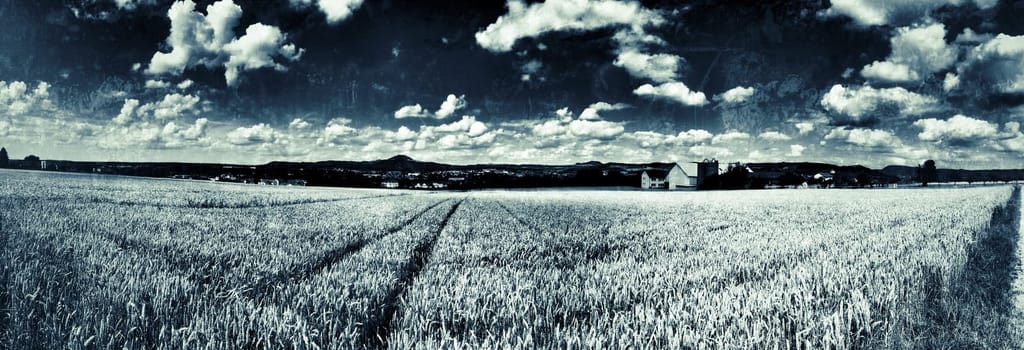 field of rye in retro style