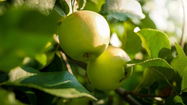 Closeup image of green apples ripening in orchard.