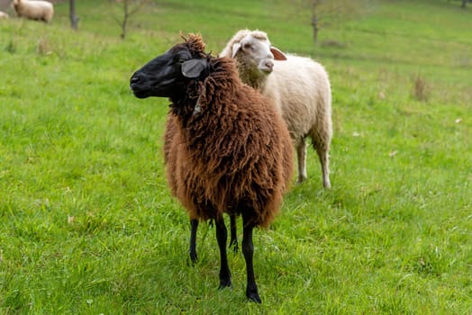A brown sheep stands in a meadow in front of other sheep and a green background