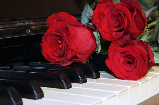 A perfect red rose on top of a grand piano keys.