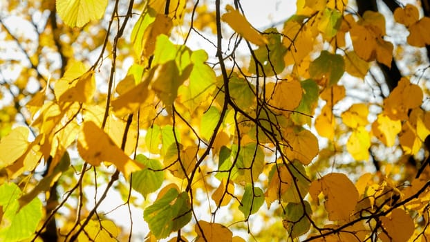 Closeup image of tree branch with yellow and orange leaves at autumn park.