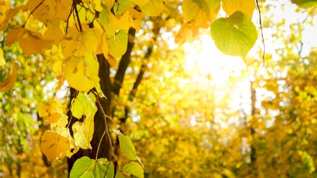 Closeup photo of sun shining through yellow autumn leaves on tree at park.