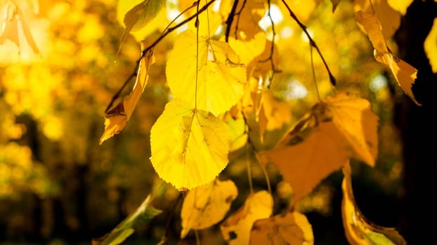Closeup image of beautiful orange and yellow leaves in sun light at autumn park or forest.