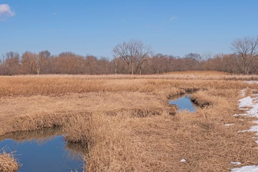 Late Winter in a Marshland at the Springbrook Nature Center in Itasca
