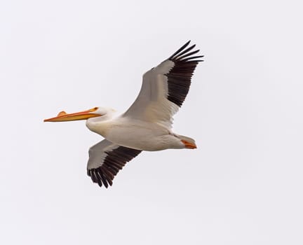 White Pelican Flying Overhead on the Mississippi River Near Fulton, Illinois