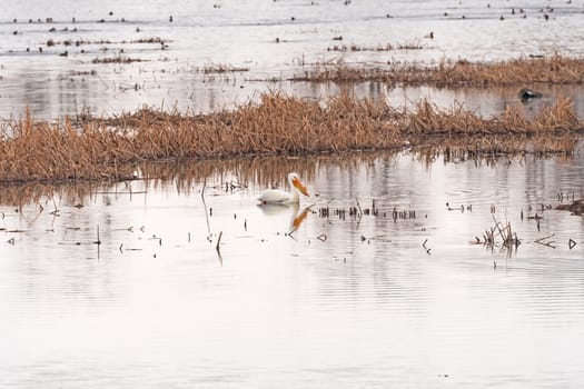 White Pelican Resting in a Bayou Along the Mississippi River near Fulton, Illinois
