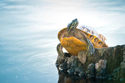Yellow-bellied eared turtle sitting on a tree trunk in a pond, Trachemys scripta scripta living in the US, Virigina, Florida, but also in Europe