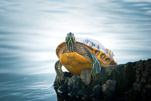 Yellow-bellied eared turtle sitting on a tree trunk in a pond, Trachemys scripta scripta living in the US, Virigina, Florida, but also in Europe