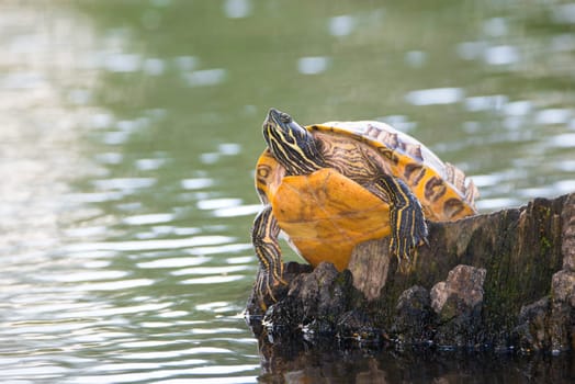 Yellow-bellied eared turtle sitting on a tree trunk in a pond, Trachemys scripta scripta living in the US, Virigina, Florida, but also in Europe