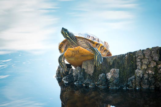 Yellow-bellied eared turtle sitting on a tree trunk in a pond, Trachemys scripta scripta living in the US, Virigina, Florida, but also in Europe