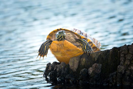 Yellow-bellied eared turtle sitting on a tree trunk in a pond, Trachemys scripta scripta living in the US, Virigina, Florida, but also in Europe