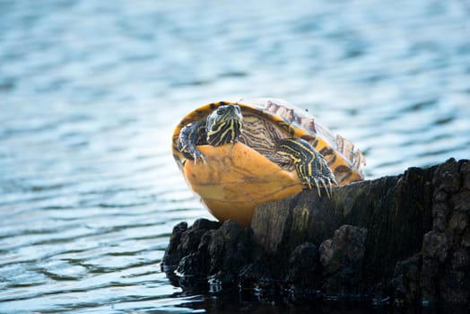Yellow-bellied eared turtle sitting on a tree trunk in a pond, Trachemys scripta scripta living in the US, Virigina, Florida, but also in Europe