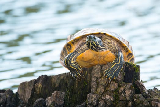 Yellow-bellied eared turtle sitting on a tree trunk in a pond, Trachemys scripta scripta living in the US, Virigina, Florida, but also in Europe