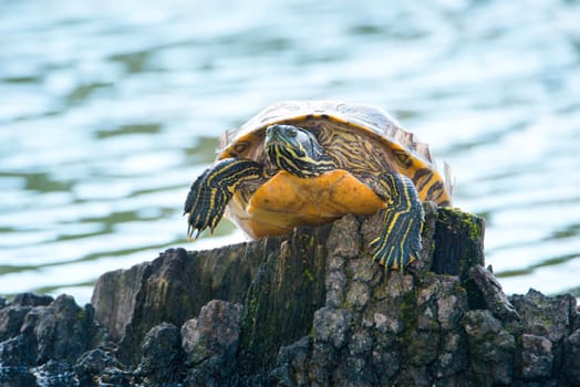 Yellow-bellied eared turtle sitting on a tree trunk in a pond, Trachemys scripta scripta living in the US, Virigina, Florida, but also in Europe