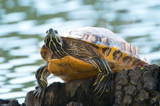 Yellow-bellied eared turtle sitting on a tree trunk in a pond, Trachemys scripta scripta living in the US, Virigina, Florida, but also in Europe