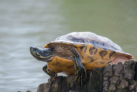 Yellow-bellied eared turtle sitting on a tree trunk in a pond, Trachemys scripta scripta living in the US, Virigina, Florida, but also in Europe