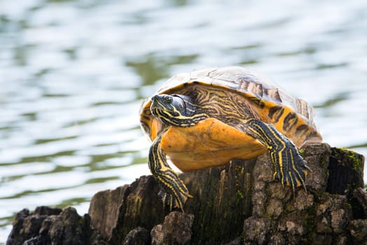 Yellow-bellied eared turtle sitting on a tree trunk in a pond, Trachemys scripta scripta living in the US, Virigina, Florida, but also in Europe