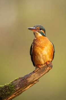 Common kingfisher, alcedo atthis, sitting on branch in vertical shot. Young bird with orange belly looking on wood. Little colorful chick resting on mossed tree.