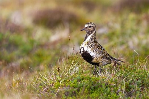 European golden plover, pluvialis apricaria, standing on meadow with copy space. Brown bird looking on heathland in Iceland. Camouflaged feathered animal watching on grass.