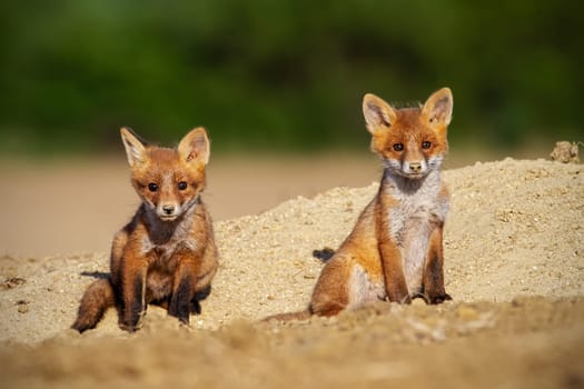 Two red fox, vulpes vulpes, cubs sunbathing in springtime nature. Young animal siblings sitting on sand in sunlight. Little orange mammals watching in sunny environment.