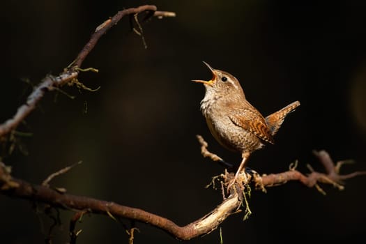 Eurasian wren, troglodytes troglodyte, singing on tree in spring night light. Little bird sitting on wood in dark forest. Brown featehred animal with open beak on branch.
