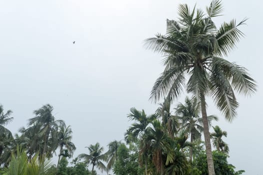 Calm before the storm atmospheric mood in Tropical Climate. The unusual tranquility and stability on Coconut palm tree just before rain in early monsoon season. Kolkata India South Asia Pacific
