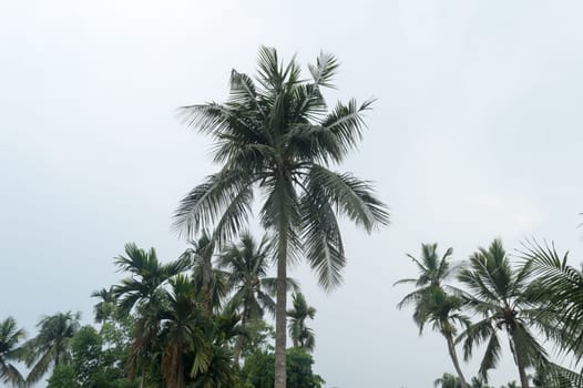 Calm before the storm atmospheric mood in Tropical Climate. The unusual tranquility and stability on Coconut palm tree just before rain in early monsoon season. Kolkata India South Asia Pacific