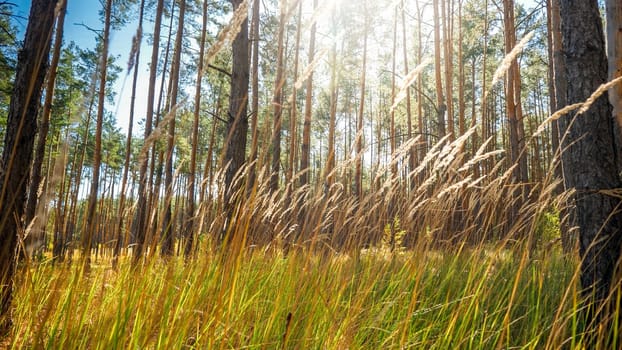 Landscape of high grass in the pine forest against bright sun light rays.