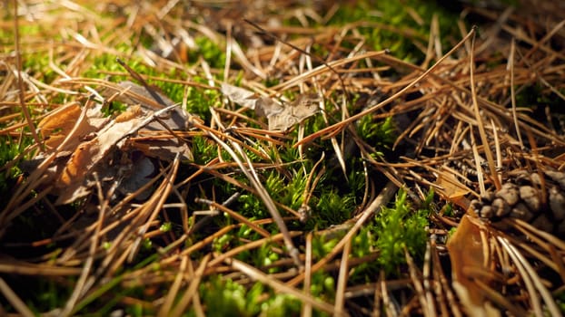 Closeup image of forest ground covered with moss, leaves and sticks.